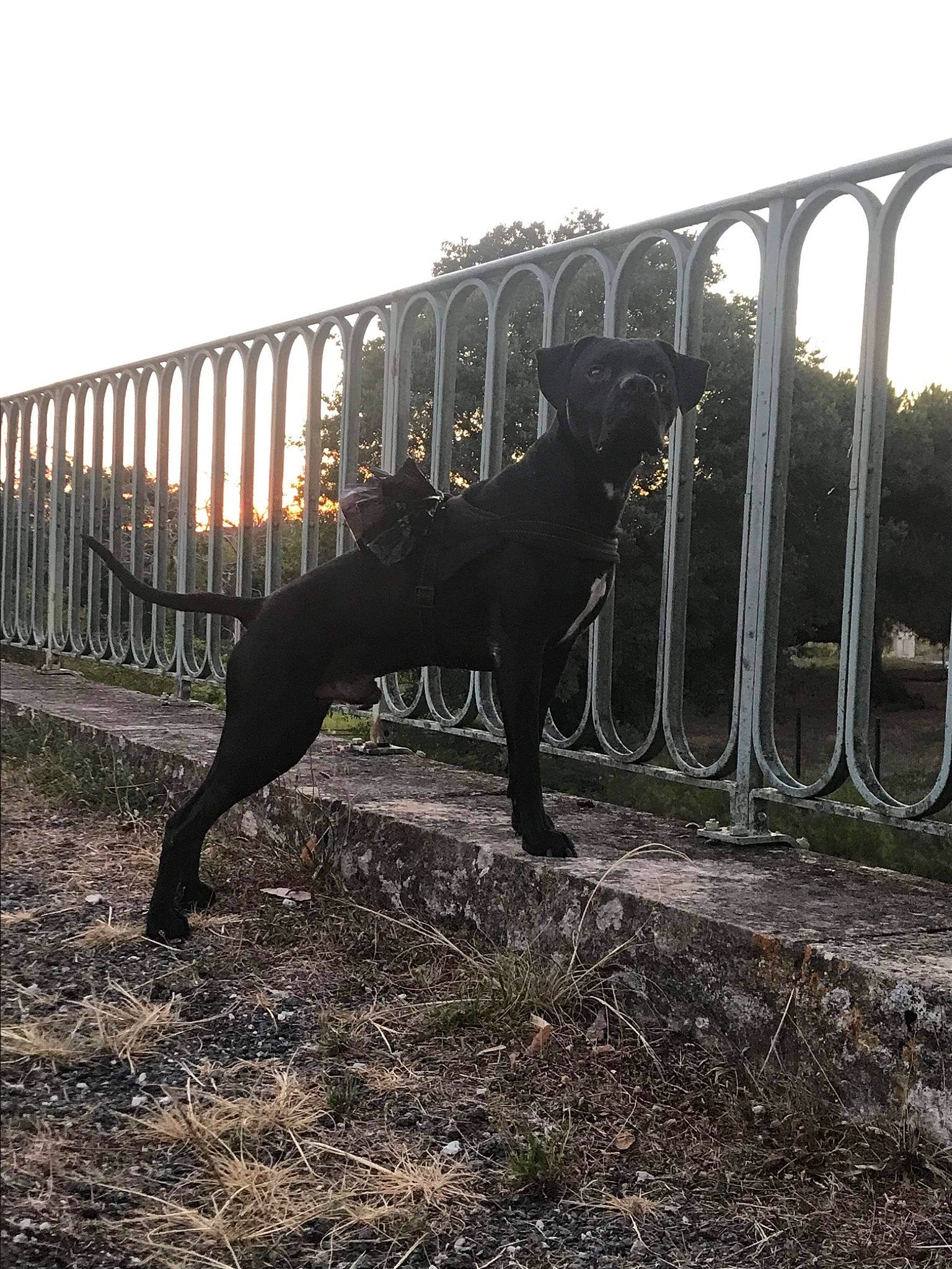 Tyson a rejoint le concours — aidez-le/la à gagner de superbes lots ! canidae, carnivore, companion_dog, dog, dog_breed, fence, grass, landscape, metal, plant, shadow, sky, snout, soil, sporting_group, tail, terrestrial_animal, tints_and_shades, wood, working_animal
