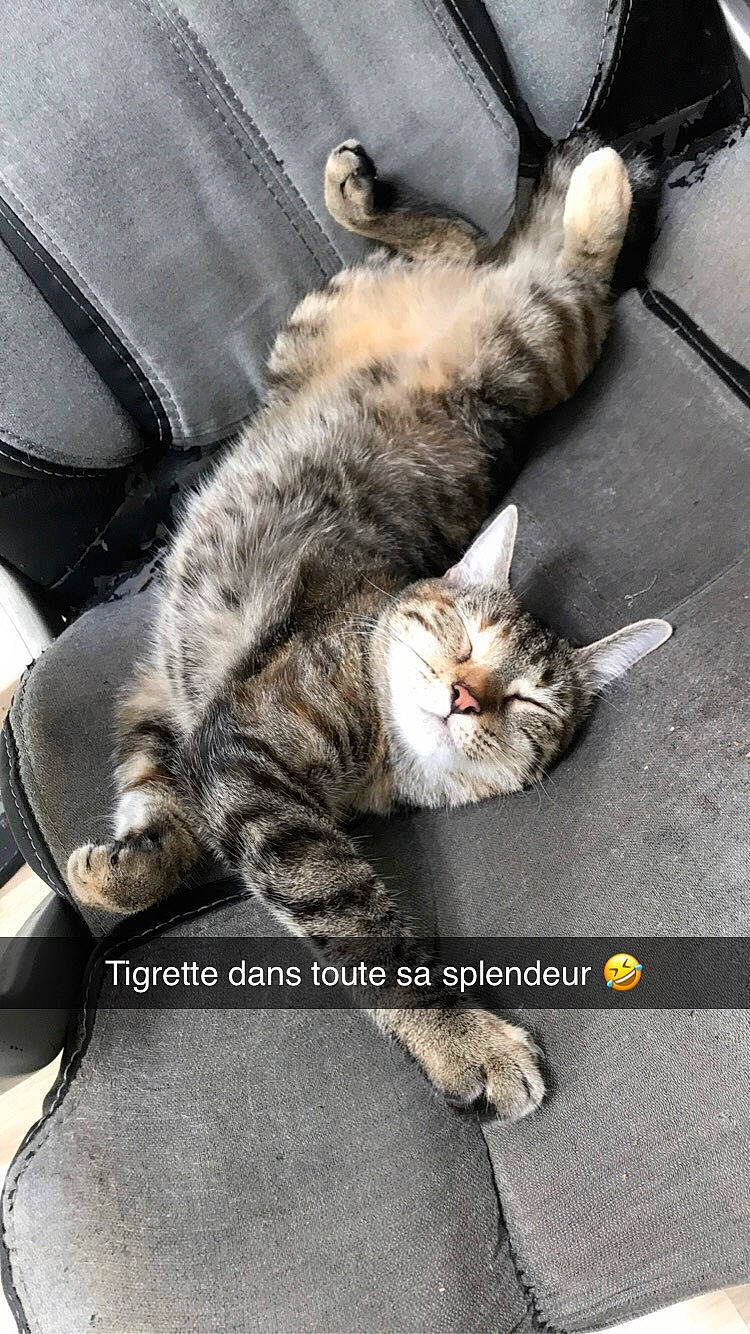 Tigrette a rejoint le concours — aidez-le/la à gagner de superbes lots ! carnivore, cat, claw, comfort, domestic_short_haired_cat, felidae, foot, fur, grey, nap, paw, photo_caption, plant, sitting, sleep, small_to_medium_sized_cats, snout, tail, whiskers