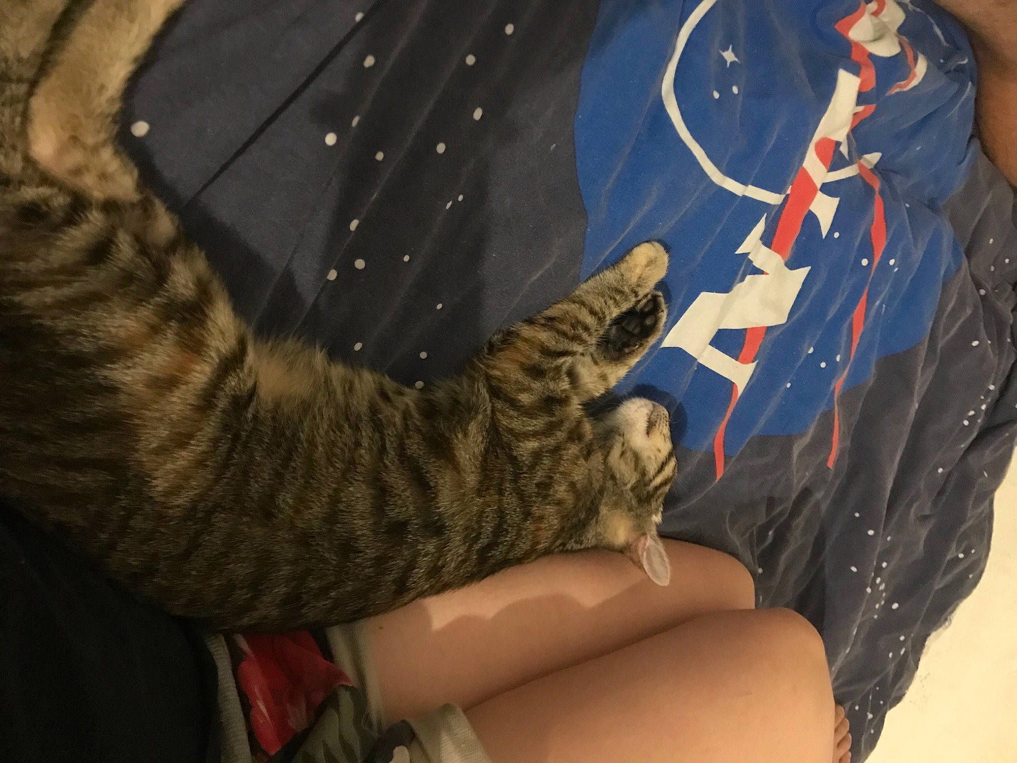 Tigrette participe au concours pour gagner de l'argent avec cette photo : art, carnivore, cat, comfort, domestic_short_haired_cat, electric_blue, felidae, fur, human_leg, linens, pattern, room, sleeve, small_to_medium_sized_cats, sportswear, tail, terrestrial_animal, textile, thigh, whiskers