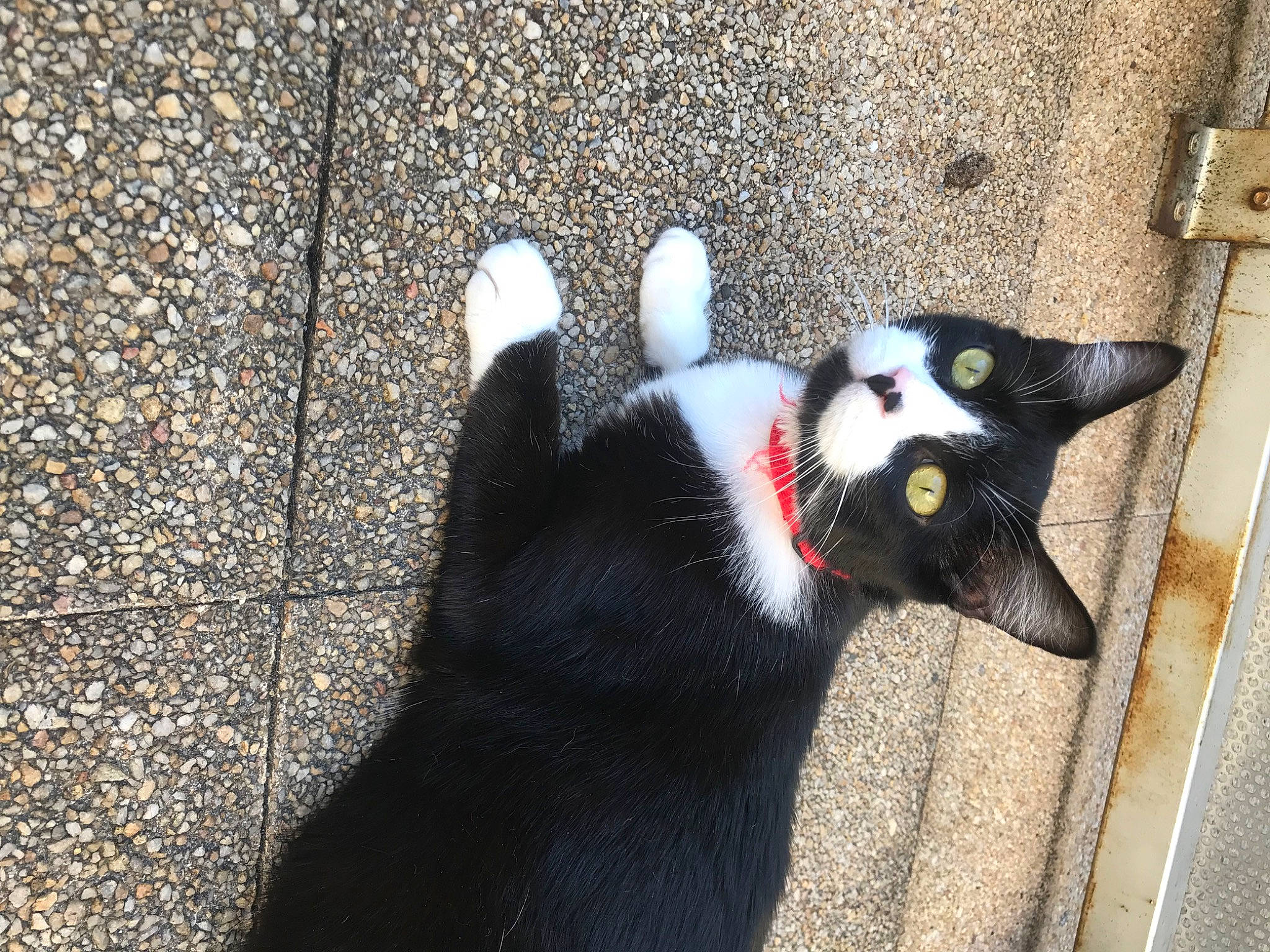 Nesquik participe au concours pour gagner de l'argent avec cette photo : art, asphalt, black_cat, carnivore, cat, dog_breed, domestic_short_haired_cat, felidae, fur, grey, plant, road_surface, shadow, small_to_medium_sized_cats, snout, tail, terrestrial_animal, tints_and_shades, whiskers, window