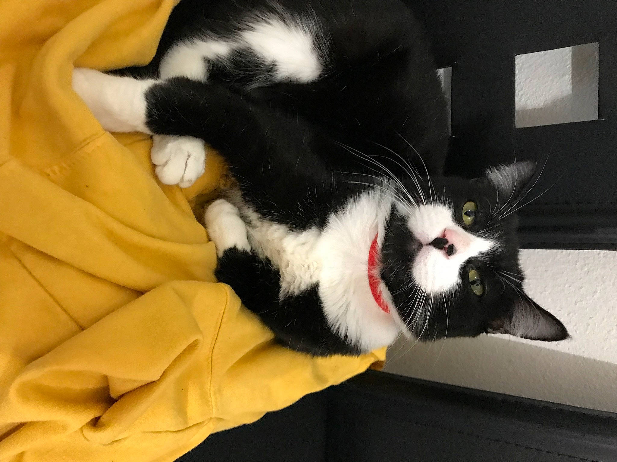 Nesquik participe au concours pour gagner de l'argent avec cette photo : carmine, carnivore, cat, claw, comfort, domestic_short_haired_cat, felidae, foot, fur, lap, linens, nap, paw, small_to_medium_sized_cats, snout, tail, textile, whiskers