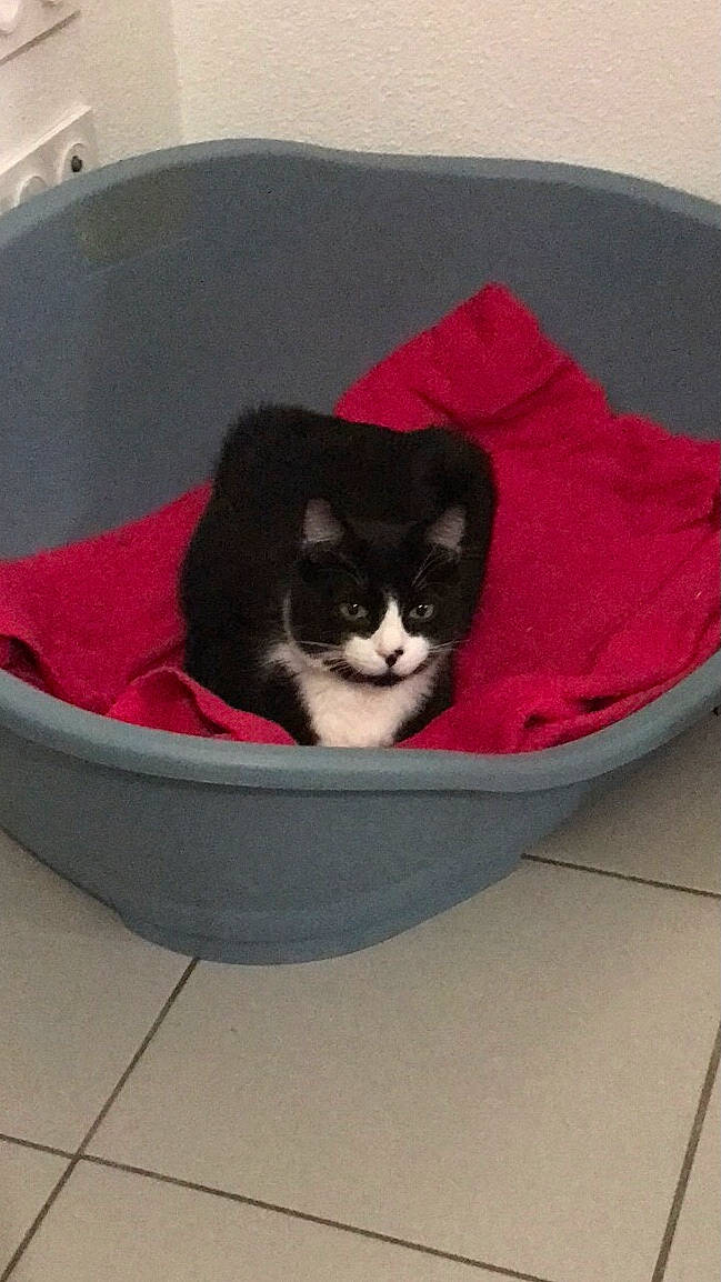 Nesquik a rejoint le concours — aidez-le/la à gagner de superbes lots ! bag, box, cardboard, carmine, carnivore, carton, cat, cat_bed, cat_supply, comfort, domestic_short_haired_cat, felidae, fur, packaging_and_labeling, pet_supply, small_to_medium_sized_cats, tail, whiskers, window, wood