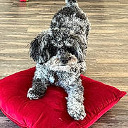 Luna is registered to the contest to win money with this photo: dog, curly_hair, red_cushion, wooden_floor, toy, strawberry_toy, couch, indoor, pet, playful, fur, black_and_white, small_dog, flooring, cozy, domestic_animal, looking_up, resting, living_room, cute