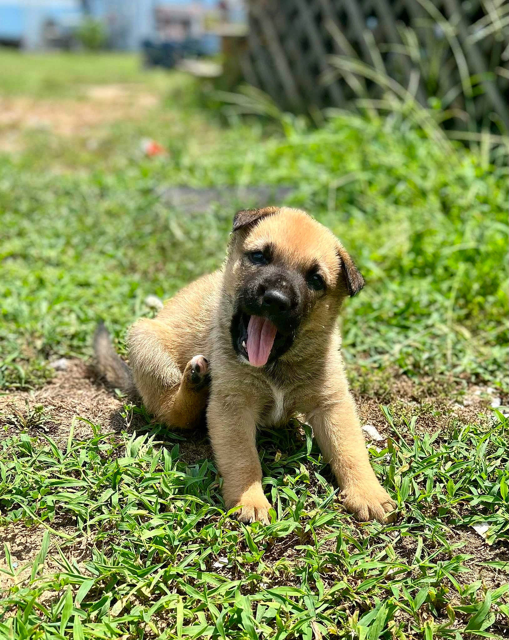 Bruno joined the competition — help win amazing prizes! canidae, carnivore, companion_dog, dog, dog_breed, fawn, grass, grassland, groundcover, landscape, plant, prairie, snout, soil, sporting_group, tail, terrestrial_animal, tree, working_animal, working_dog