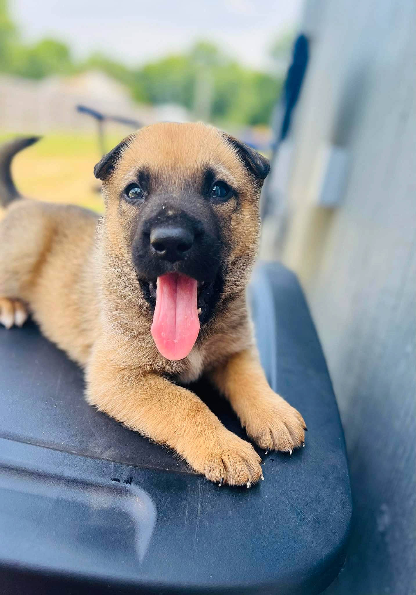 Bruno is registered to the contest to win money with this photo: canidae, carnivore, collar, companion_dog, dog, dog_breed, fawn, foot, fur, german_shepherd_dog, guard_dog, jaw, paw, pet_supply, snout, sporting_group, terrestrial_animal, whiskers, working_animal, working_dog