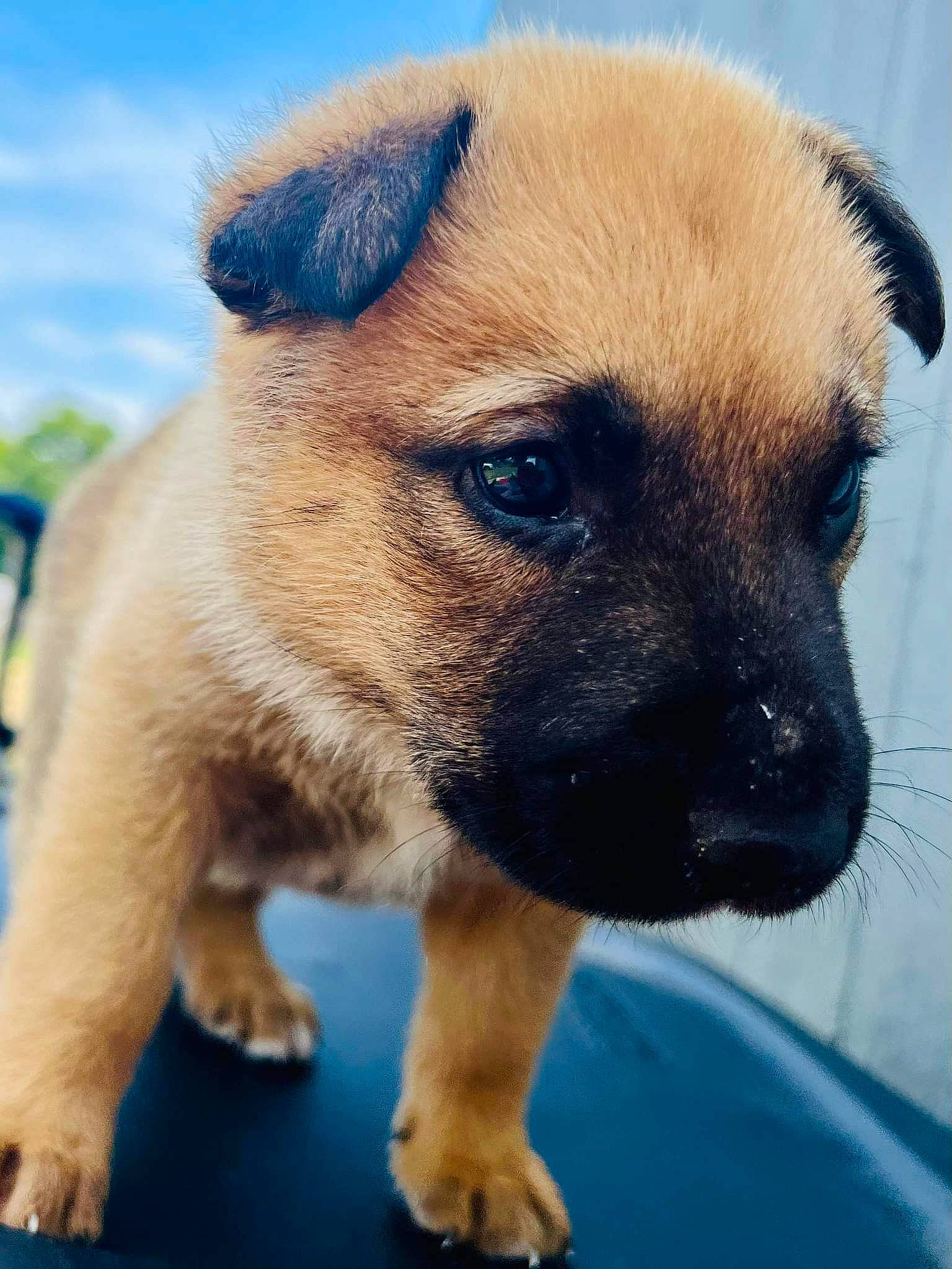 Bruno joined the competition — help win amazing prizes! canidae, carnivore, companion_dog, dog, dog_breed, electric_blue, fawn, fur, head, human_body, non_sporting_group, pug, sky, snout, sporting_group, terrestrial_animal, toy_dog, whiskers, wildlife, working_animal