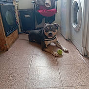 Snoop a rejoint le concours — aidez-le/la à gagner de superbes lots ! animal, black_dog, brown_dog, chair, clothing, dog, domestic, floor, furniture, household, indoor, kitchen, laying_down, looking_at_camera, oven, pet, room, tennis_ball, tile_floor, washing_machine