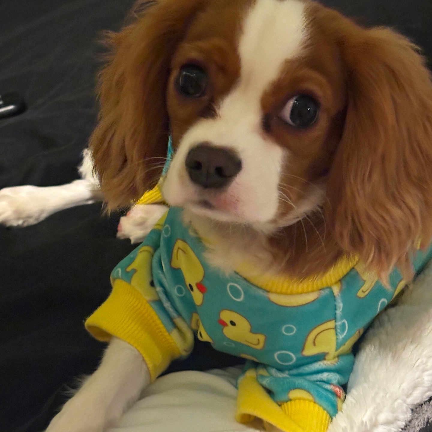 Teddy is registered to the contest to win money with this photo: animal, blanket, blue, cavalier_king_charles_spaniel, clothing, curious, cute, dog, duck_pattern, face, fur, indoor, pet, puppy, resting, soft, sweater, white, yellow, young