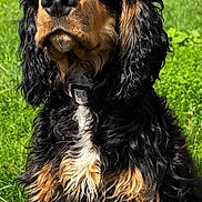 Aston participe au concours pour gagner de l'argent avec cette photo : alert, animal, black_fur, canine, collar, curly_fur, daytime, dog, ears, fur_texture, grass, greenery, muzzle, nature, outdoor, pet, portrait, sitting, sunlight, tan_fur