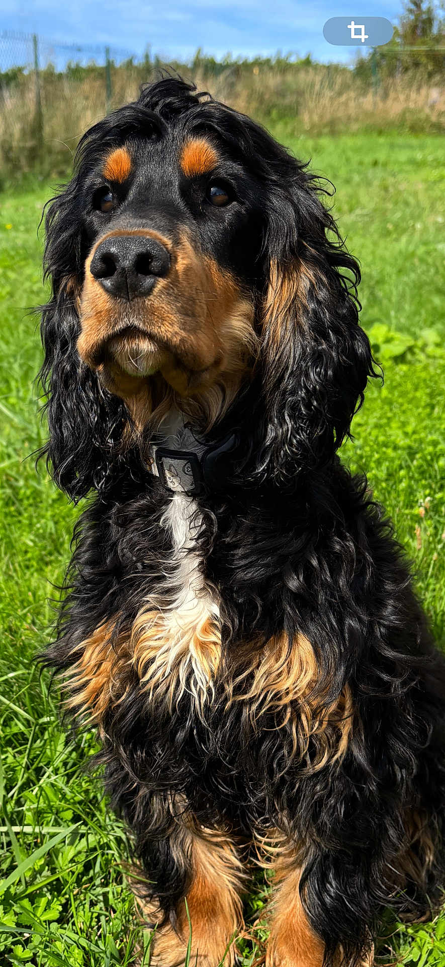 Aston participe au concours pour gagner de l'argent avec cette photo : alert, animal, black_fur, canine, collar, curly_fur, daytime, dog, ears, fur_texture, grass, greenery, muzzle, nature, outdoor, pet, portrait, sitting, sunlight, tan_fur