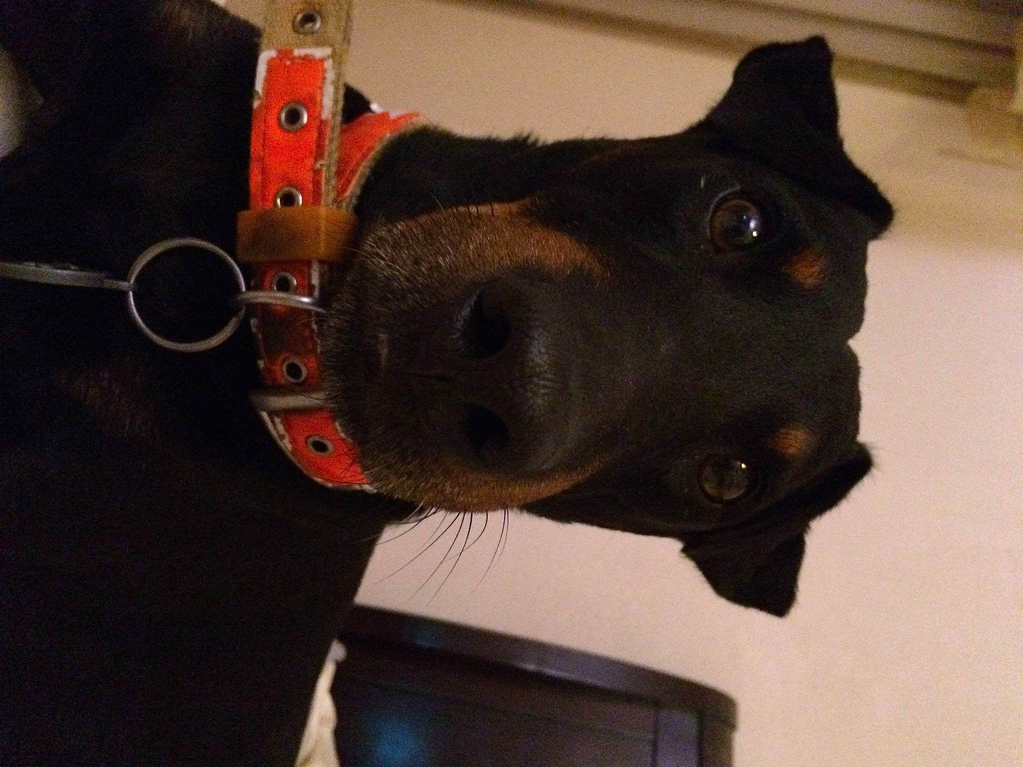 Barrett is registered to the contest to win money with this photo: canidae, carnivore, dog, dog_breed, great_dane, guard_dog, nose, patterdale_terrier, snout