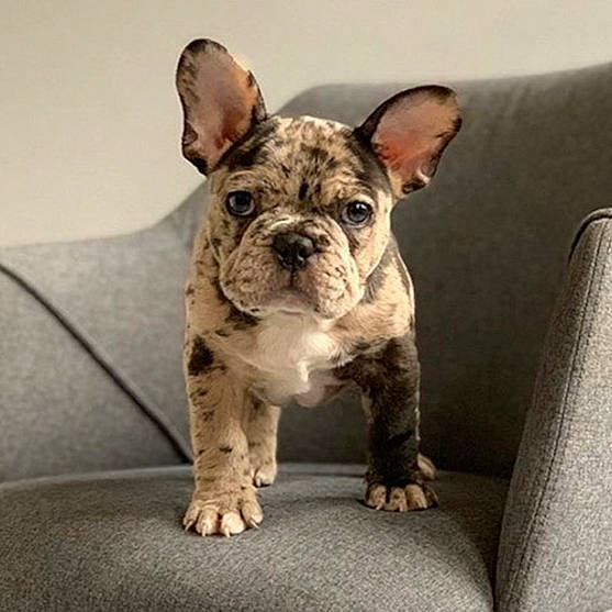Charlie joined the competition — help win amazing prizes! bulldog, canidae, carnivore, collar, comfort, companion_dog, couch, dog, dog_breed, dog_collar, fawn, french_bulldog, molosser, non_sporting_group, snout, sporting_group, terrestrial_animal, whiskers, working_animal, wrinkle