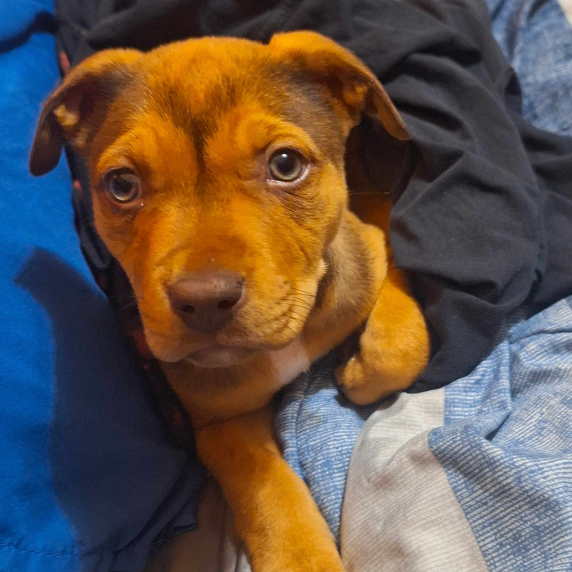 Pheonyx joined the competition — help win amazing prizes! adorable, animal, bedspread, blanket, brown_fur, canine, close_up, companion, cozy, cute, dog, fur, indoor, looking, pet, puppy, resting, sleepy, soft_fabric, young_dog