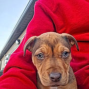 Pheonyx joined the competition — help win amazing prizes! puppy, dog, brown, close_up, pet, animal, cute, outdoor, sky, person, clothing, red_sweater, building, young, face, fur, ears, nostrils, expression, portrait