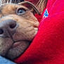 puppy, dog, close_up, face, nose, eyes, fur, red_clothing, blue_clothing, soft_texture, cozy, pet, animal, cute, snout, young_dog, warmth, cuddle, outdoor, daylight