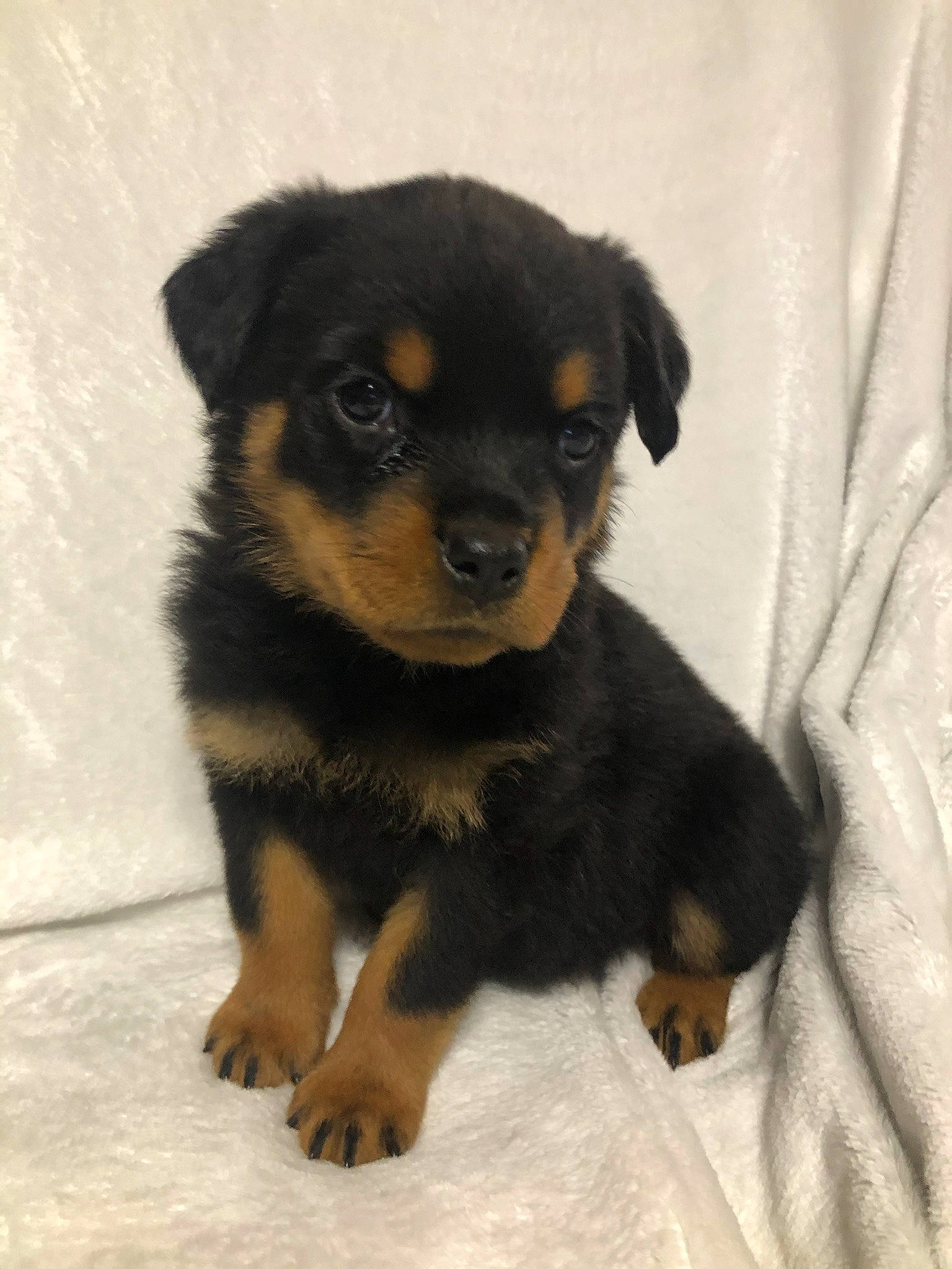 Eclipse joined the competition — help win amazing prizes! black, brown, canidae, carnivore, companion_dog, dog, dog_breed, fawn, fur, huntaway, iris, mammal, non_sporting_group, puppy, skin, snout, sporting_group, vertebrate, working_animal, working_dog