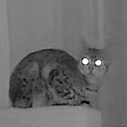 Okaya a rejoint le concours — aidez-le/la à gagner de superbes lots ! cat, feline, pet, animal, night_vision, infrared, grayscale, glowing_eyes, spotted, crouching, sitting, indoors, surveillance, security_camera, grainy, low_light, mysterious, doorway, portrait, closeup