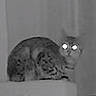 cat, feline, pet, animal, night_vision, infrared, grayscale, glowing_eyes, spotted, crouching, sitting, indoors, surveillance, security_camera, grainy, low_light, mysterious, doorway, portrait, closeup