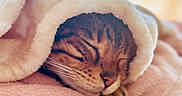 Okaya participe au concours pour gagner de l'argent avec cette photo : cat, tabby_cat, sleeping, sleepy, pet, animal, blanket, fluffy_blanket, cozy, bed, bedding, indoors, bedroom, warm_lighting, soft_focus, whiskers, closed_eyes, relaxing, snuggled, portrait