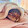 cat, tabby_cat, sleeping, sleepy, pet, animal, blanket, fluffy_blanket, cozy, bed, bedding, indoors, bedroom, warm_lighting, soft_focus, whiskers, closed_eyes, relaxing, snuggled, portrait