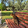 Okaya participe au concours pour gagner de l'argent avec cette photo : cat, bengal_cat, animal, pet, sitting, bench, park, garden, outdoors, olive_trees, grass, sunlight, nature, wooden_bench, spotted_fur, striped_fur, profile, landscape, summer, peaceful