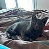 Louna a rejoint le concours — aidez-le/la à gagner de superbes lots ! cat, kitten, gray_cat, animal, pet, feline, bed, bedroom, bedding, blanket, indoors, home, lying_down, sitting, cute, fluffy, ears, eyes, natural_light, portrait