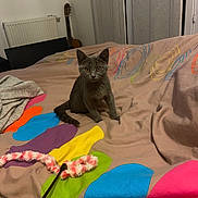 Louna participe au concours pour gagner de l'argent avec cette photo : kitten, cat, gray_cat, pet, animal, sitting, bed, bedroom, blanket, colorful, patterned, toy, feather_toy, guitar, radiator, window, indoor, portrait, looking_at_camera, home