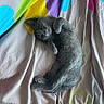 Louna a rejoint le concours — aidez-le/la à gagner de superbes lots ! cat, gray_cat, kitten, feline, pet, animal, lying_down, relaxed, sleeping, playful, fluffy, fur, paws, whiskers, eyes, bed, bedding, blanket, colorful, indoors