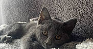 Louna participe au concours pour gagner de l'argent avec cette photo : kitten, cat, gray_fur, green_eyes, animal, pet, cuddly, blanket, fluffy, cozy, indoors, home, relaxed, lying_down, portrait, close_up, whiskers, ears, soft_light, texture