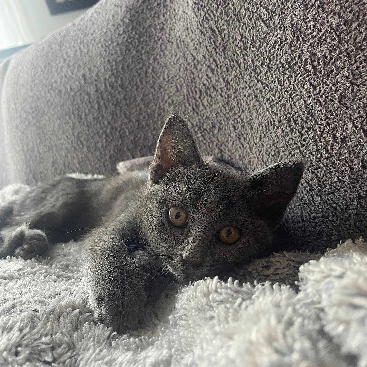 Louna