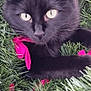 animal, black_cat, cat, christmas_decor, close_up, cozy, cute, eyes, festive, fur, greenery, holiday, indoors, nature, pet, pink_ribbons, portrait, relaxing, whiskers, wreath