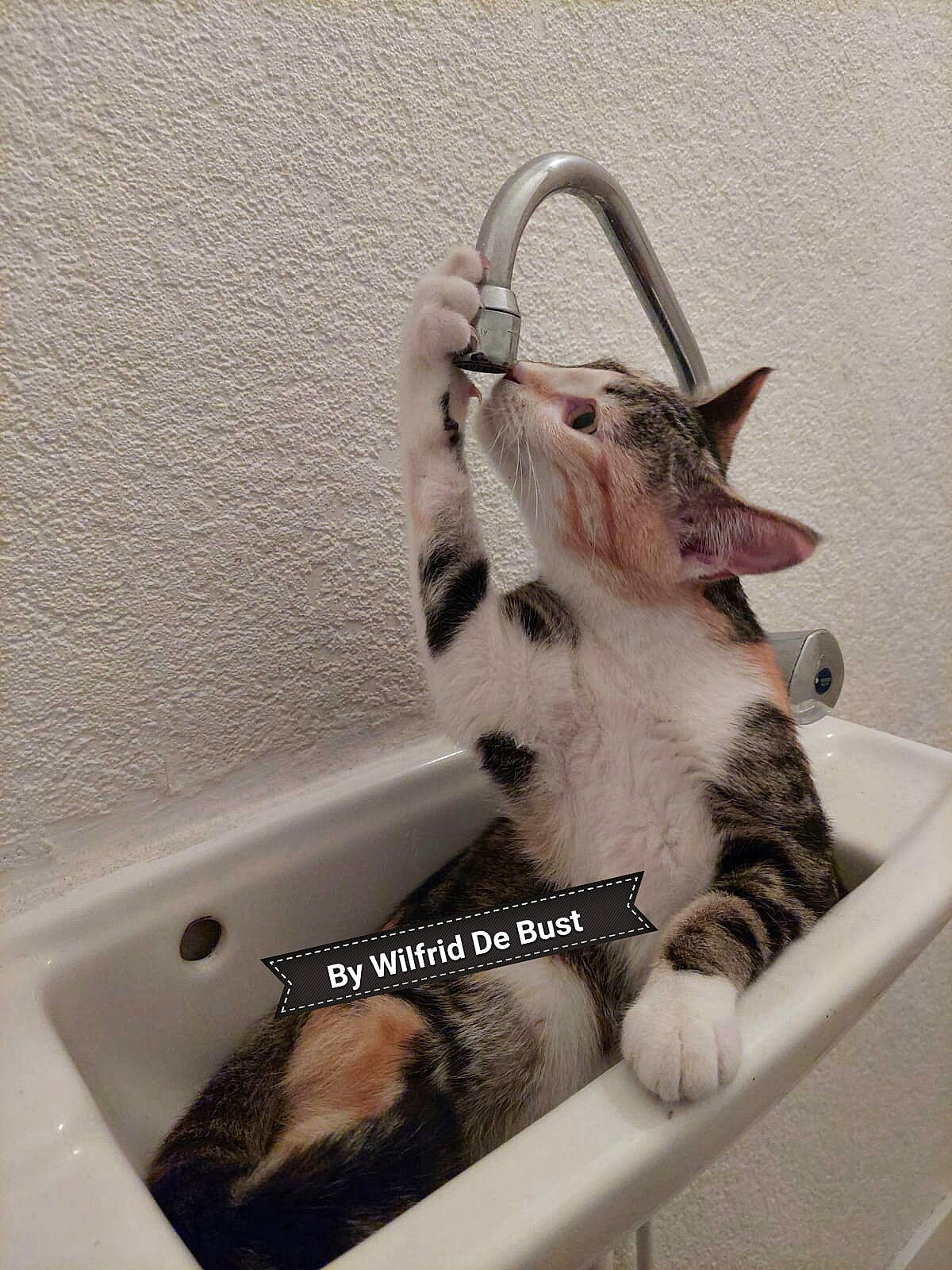 Arya participe au concours pour gagner de l'argent avec cette photo : animal_shelter, bathing, bathtub, canidae, carnivore, cat, claw, comfort, domestic_short_haired_cat, felidae, fur, paw, pet_supply, plumbing, plumbing_fixture, room, small_to_medium_sized_cats, snout, tail, whiskers