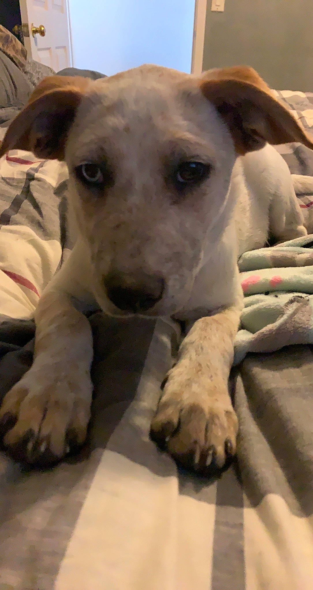 Dexter is registered to the contest to win money with this photo: canidae, carnivore, collar, companion_dog, dog, dog_breed, dog_collar, fawn, guard_dog, non_sporting_group, pet_supply, rampur_greyhound, sighthound, snout, sporting_group, street_dog, terrestrial_animal, whiskers, working_animal