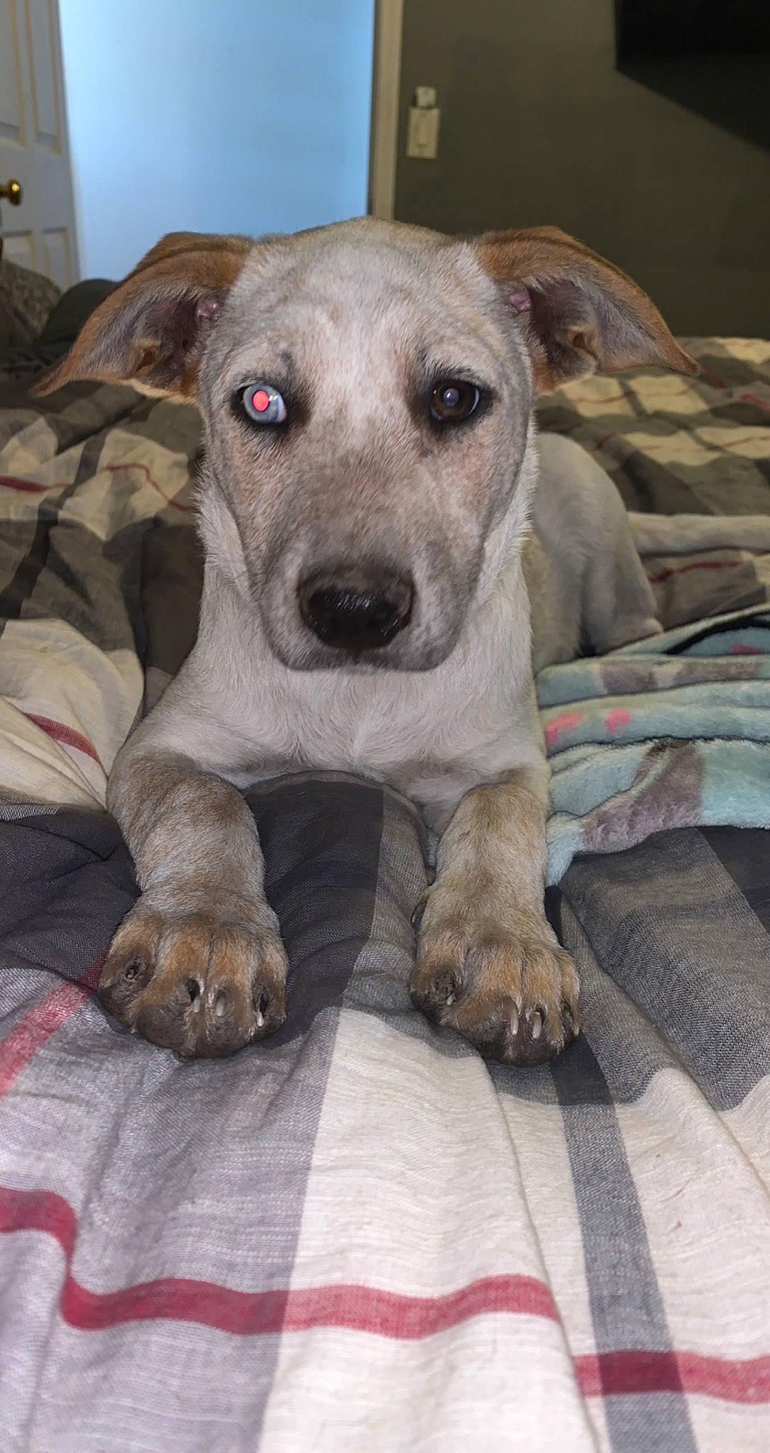 Dexter is registered to the contest to win money with this photo: carnivore, comfort, companion_dog, dog, dog_breed, fawn, grey, non_sporting_group, sighthound, sporting_group, terrestrial_animal, whiskers, working_animal