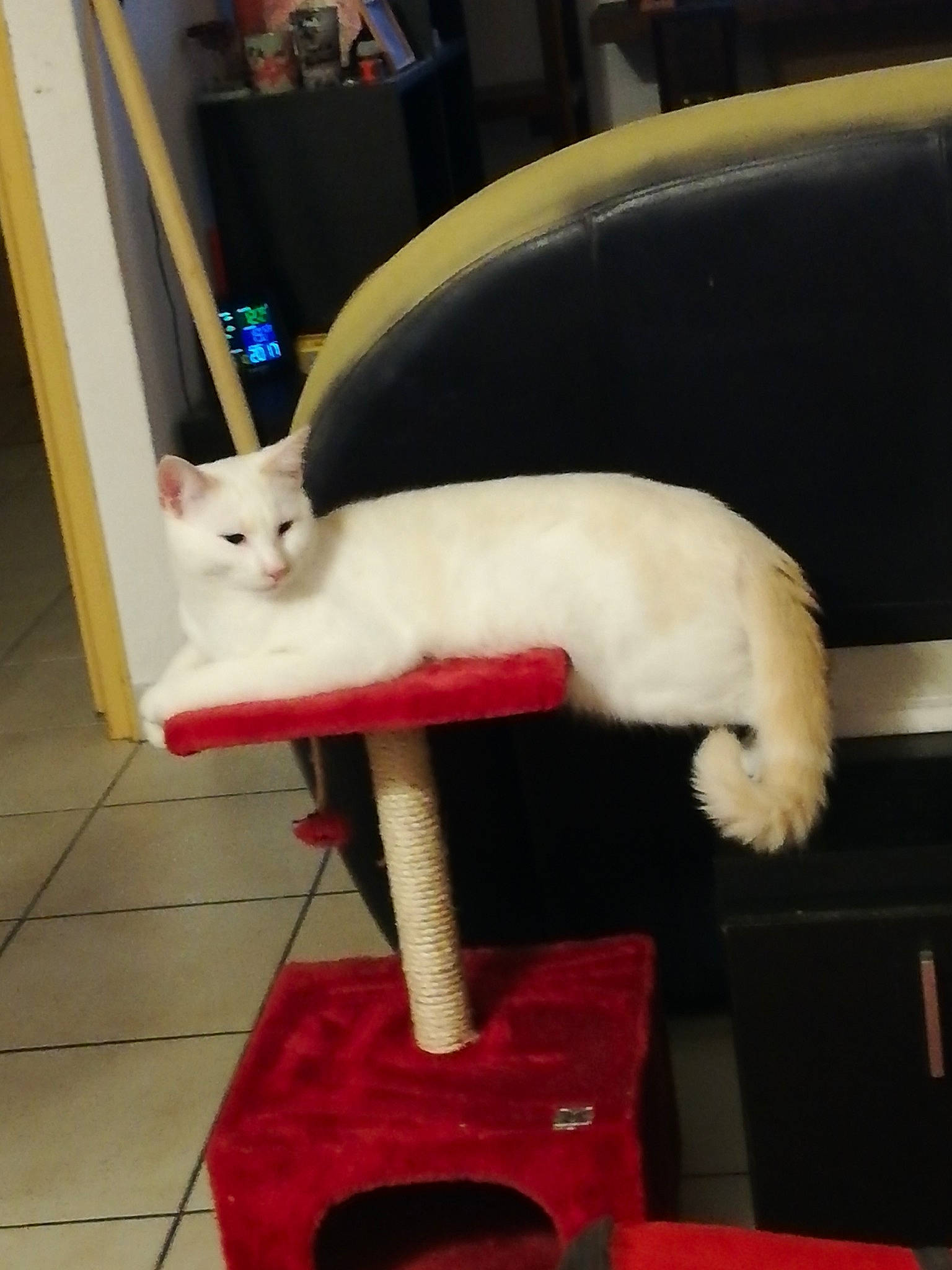 Pepsi participe au concours pour gagner de l'argent avec cette photo : carnivore, cat, colorpoint_shorthair, felidae, khao_manee, kitten, small_to_medium_sized_cats, tail, turkish_angora, turkish_van, whiskers