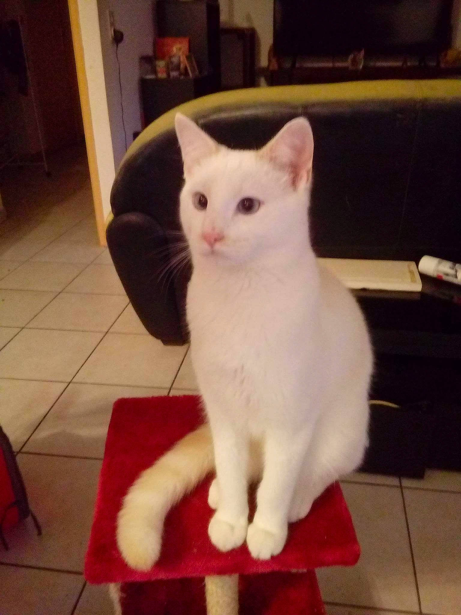 Pepsi a rejoint le concours — aidez-le/la à gagner de superbes lots ! aegean_cat, asian, carnivore, cat, colorpoint_shorthair, domestic_short_haired_cat, ear, eye, felidae, javanese, khao_manee, kitten, mammal, polydactyl_cat, small_to_medium_sized_cats, tail, turkish_angora, turkish_van, whiskers, white