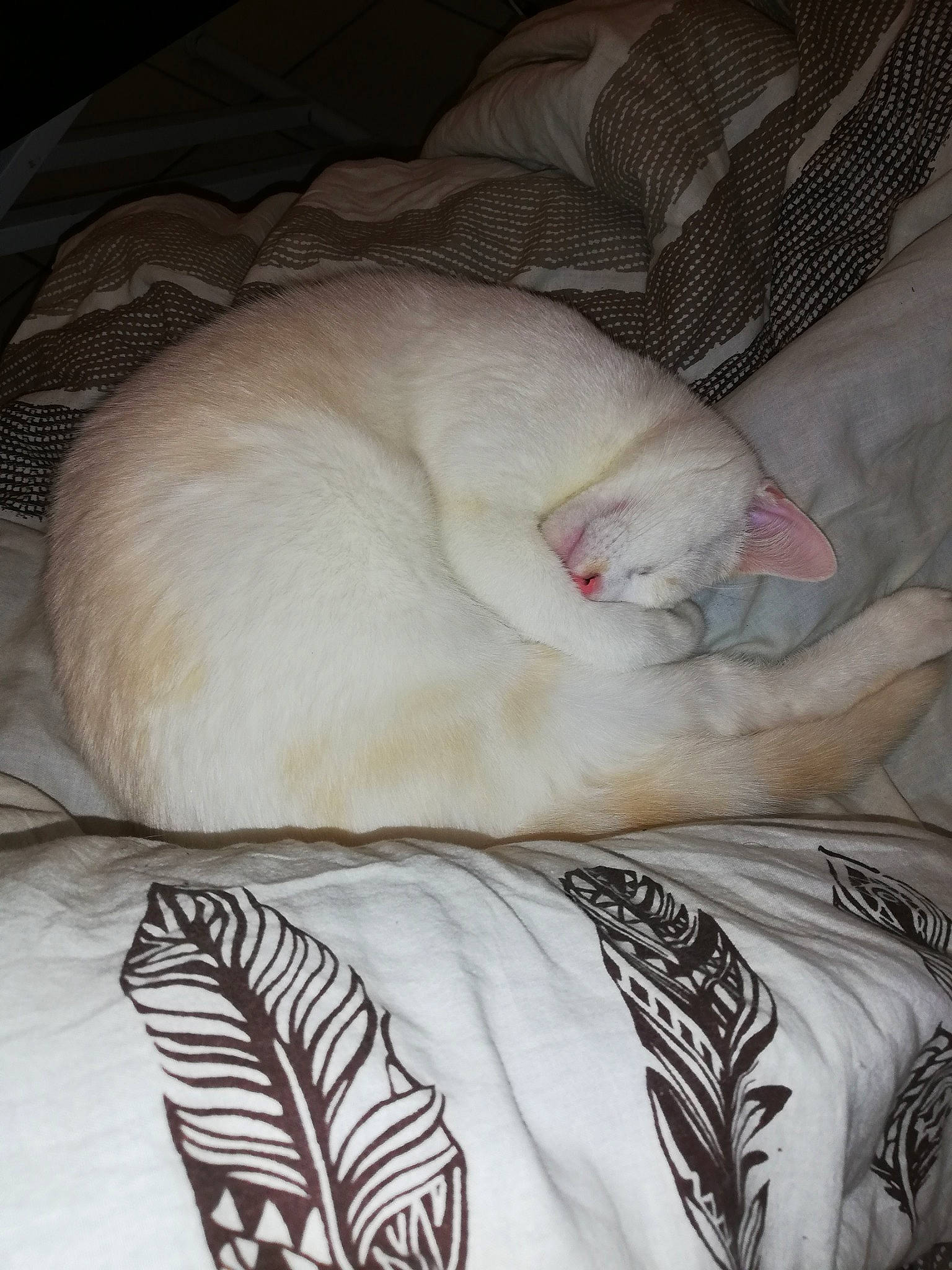 Pepsi a rejoint le concours — aidez-le/la à gagner de superbes lots ! burmilla, canidae, carnivore, cat, colorpoint_shorthair, felidae, fur, khao_manee, kitten, nap, skin, sleep, small_to_medium_sized_cats, tail, turkish_angora, turkish_van, whiskers