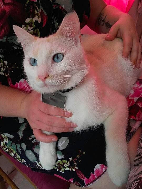 Pepsi participe au concours pour gagner de l'argent avec cette photo : carnivore, cat, claw, domestic_short_haired_cat, felidae, finger, flesh, foot, fur, human, nail, paw, pet_supply, pink, skin, small_to_medium_sized_cats, snout, toe, vertebrate, whiskers