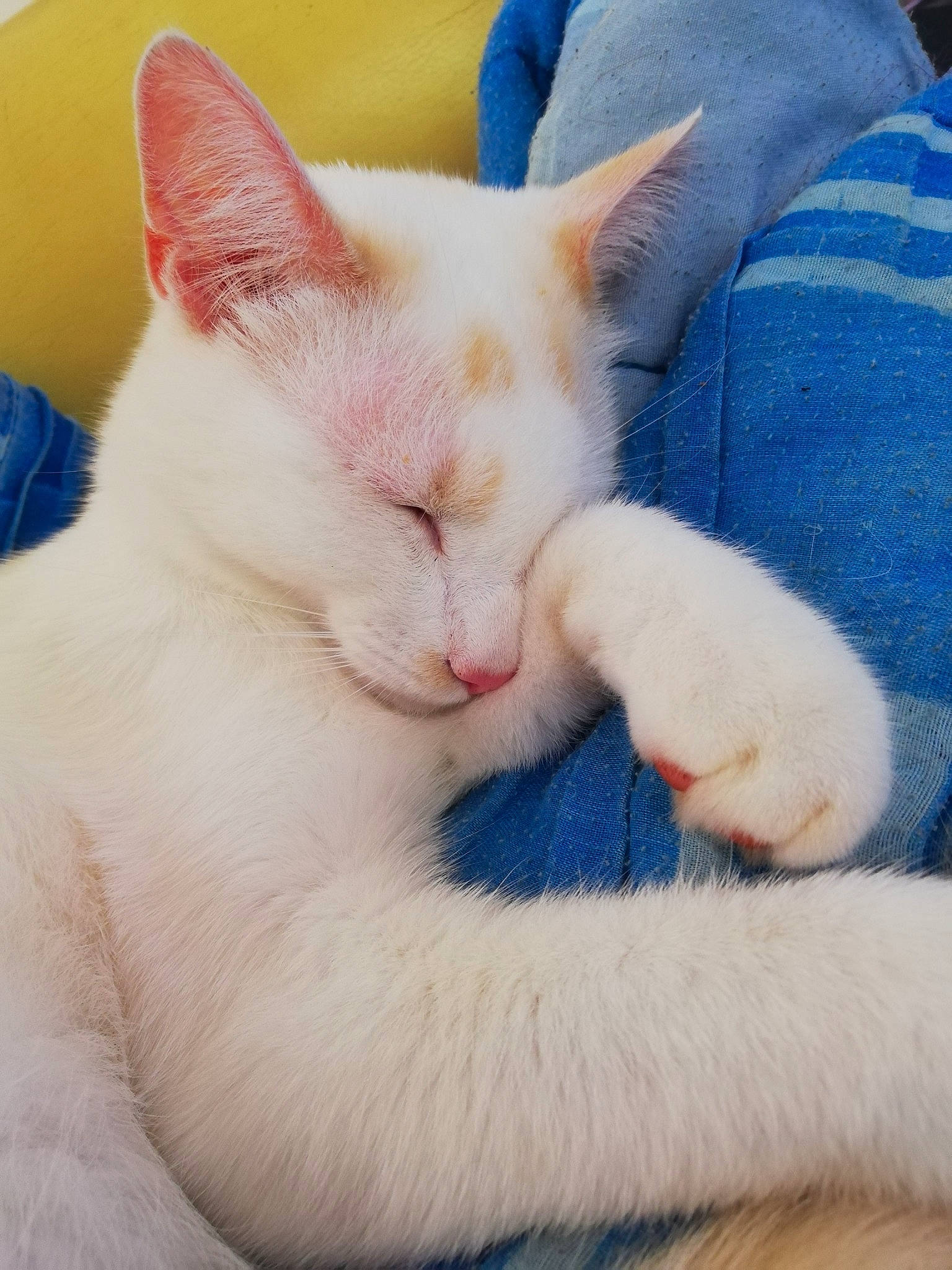 Pepsi participe au concours pour gagner de l'argent avec cette photo : carnivore, cat, comfort, denim, felidae, fur, nap, paw, peach, small_to_medium_sized_cats, snout, vertebrate, whiskers