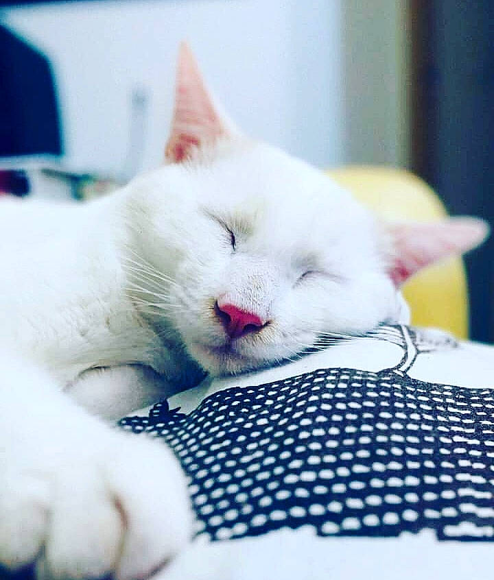 Pepsi a rejoint le concours — aidez-le/la à gagner de superbes lots ! carnivore, cat, comfort, domestic_short_haired_cat, felidae, fur, khao_manee, mesh, nail, nap, paw, pet_supply, skin, sleep, small_to_medium_sized_cats, snout, terrestrial_animal, tongue, vertebrate, whiskers