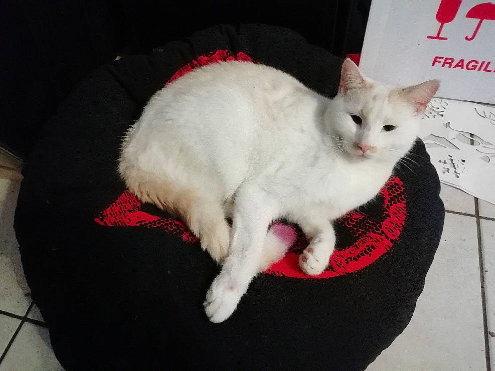 Pepsi a rejoint le concours — aidez-le/la à gagner de superbes lots ! carnivore, cat, cat_bed, cat_supply, comfort, felidae, fur, khao_manee, paw, pet_supply, small_to_medium_sized_cats, tail, turkish_angora, vertebrate, whiskers