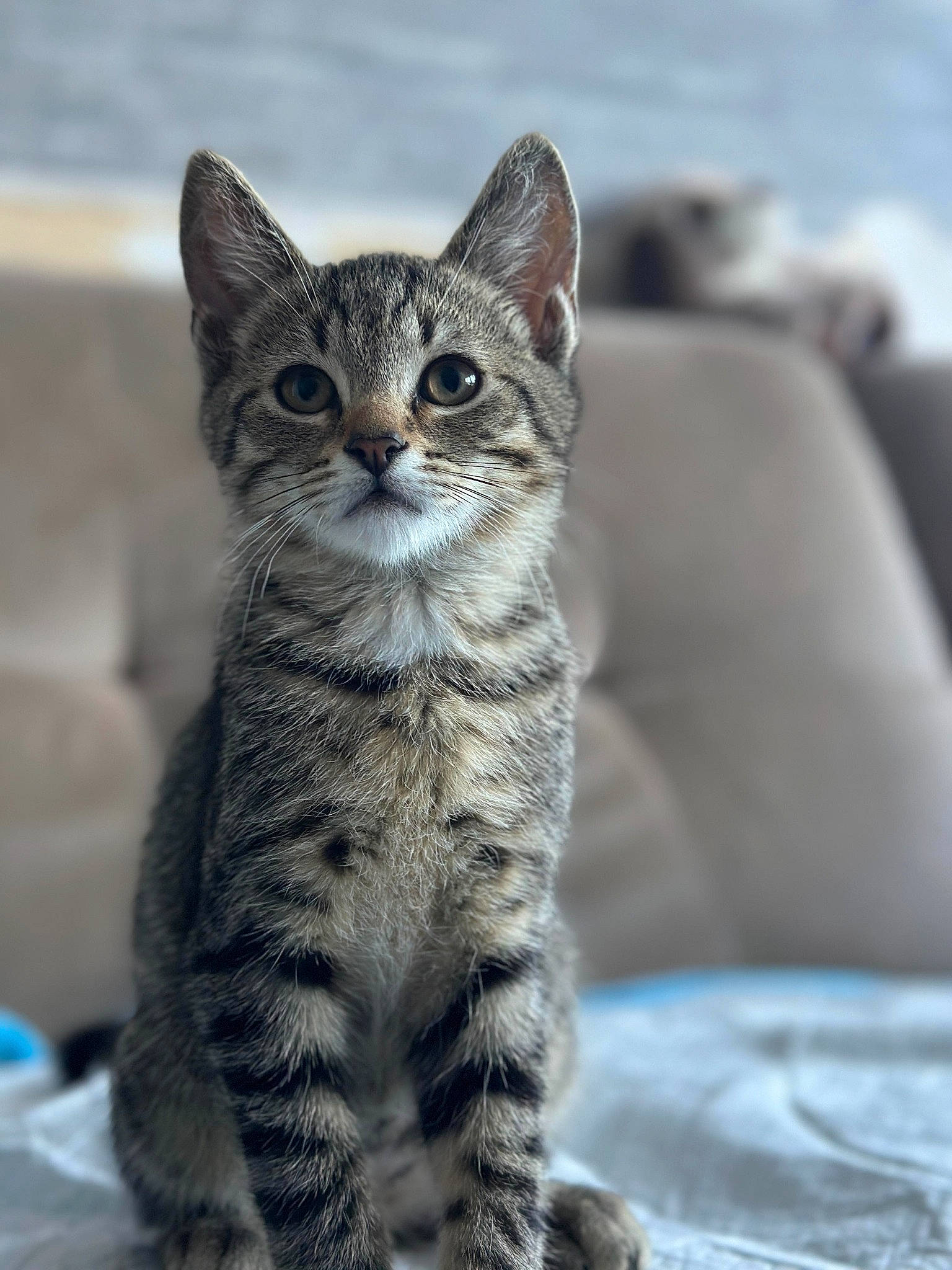 Garou a rejoint le concours — aidez-le/la à gagner de superbes lots ! carnivore, cat, domestic_short_haired_cat, felidae, fur, grey, paw, small_to_medium_sized_cats, tail, terrestrial_animal, whiskers, wildlife