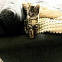 animal, cat, couch, cozy, curious, cute, domestic_cat, floor_tiles, furniture, indoor, kitten, living_room, pet, pillow, resting, small_animal, soft_lighting, tabby, textured, young_cat