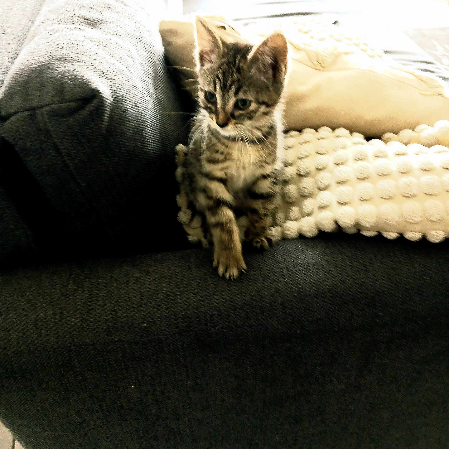 Gnoki a rejoint le concours — aidez-le/la à gagner de superbes lots ! animal, cat, couch, cozy, curious, cute, domestic_cat, floor_tiles, furniture, indoor, kitten, living_room, pet, pillow, resting, small_animal, soft_lighting, tabby, textured, young_cat