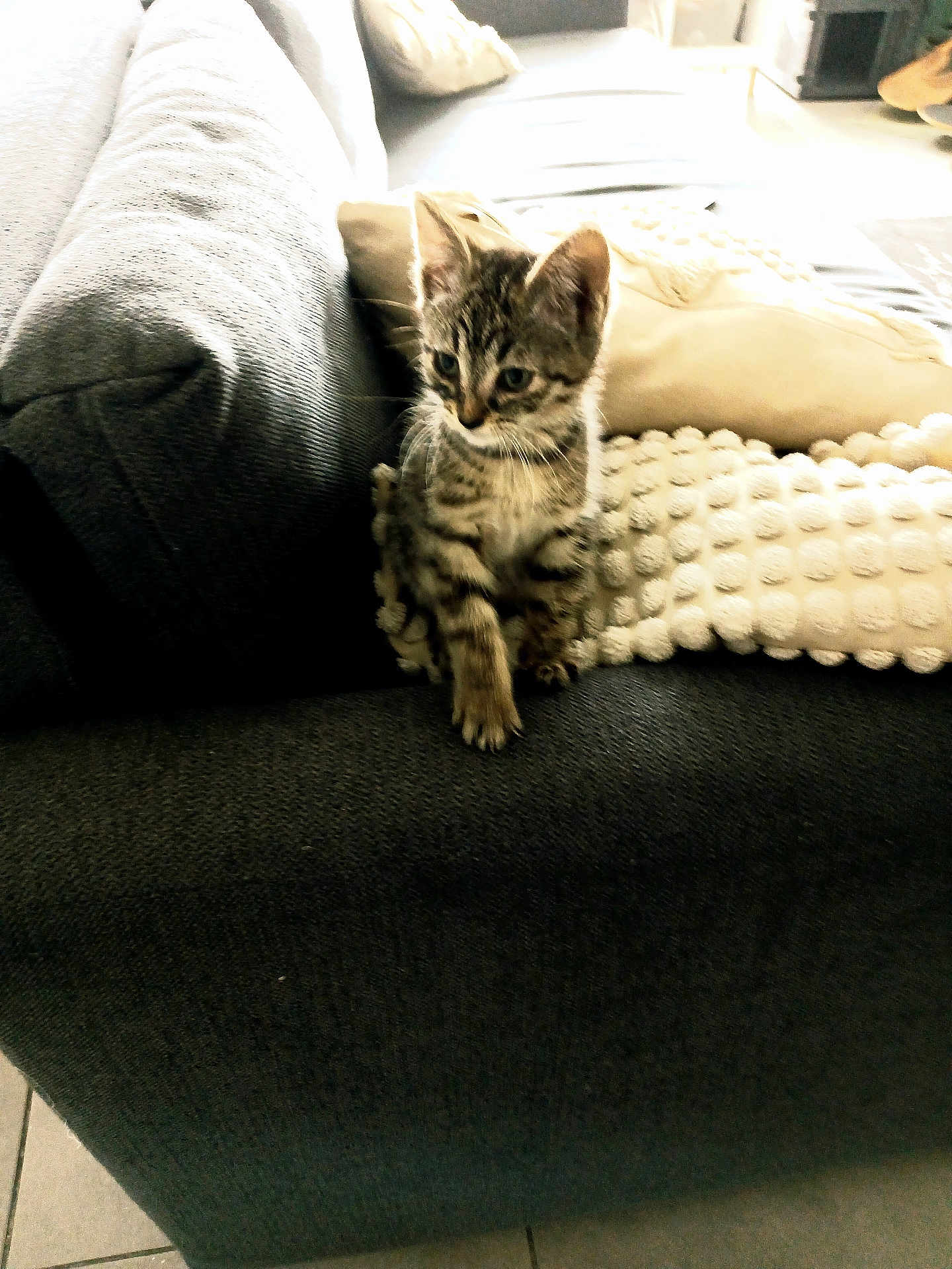 Gnoki a rejoint le concours — aidez-le/la à gagner de superbes lots ! animal, cat, couch, cozy, curious, cute, domestic_cat, floor_tiles, furniture, indoor, kitten, living_room, pet, pillow, resting, small_animal, soft_lighting, tabby, textured, young_cat