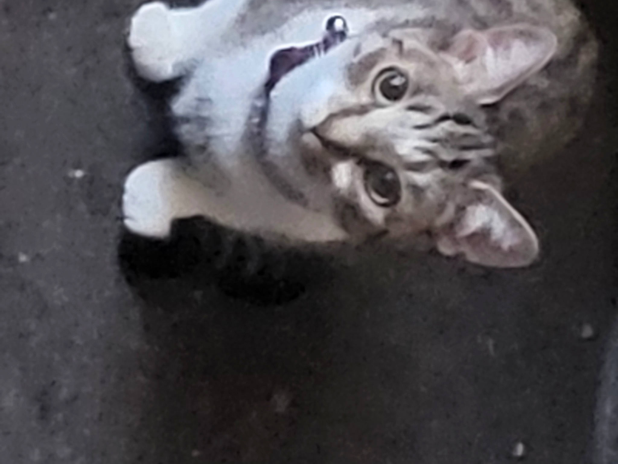 Tiger is registered to the contest to win money with this photo: art, carnivore, cat, domestic_short_haired_cat, felidae, fur, grey, paw, road_surface, small_to_medium_sized_cats, snout, tail, terrestrial_animal, whiskers