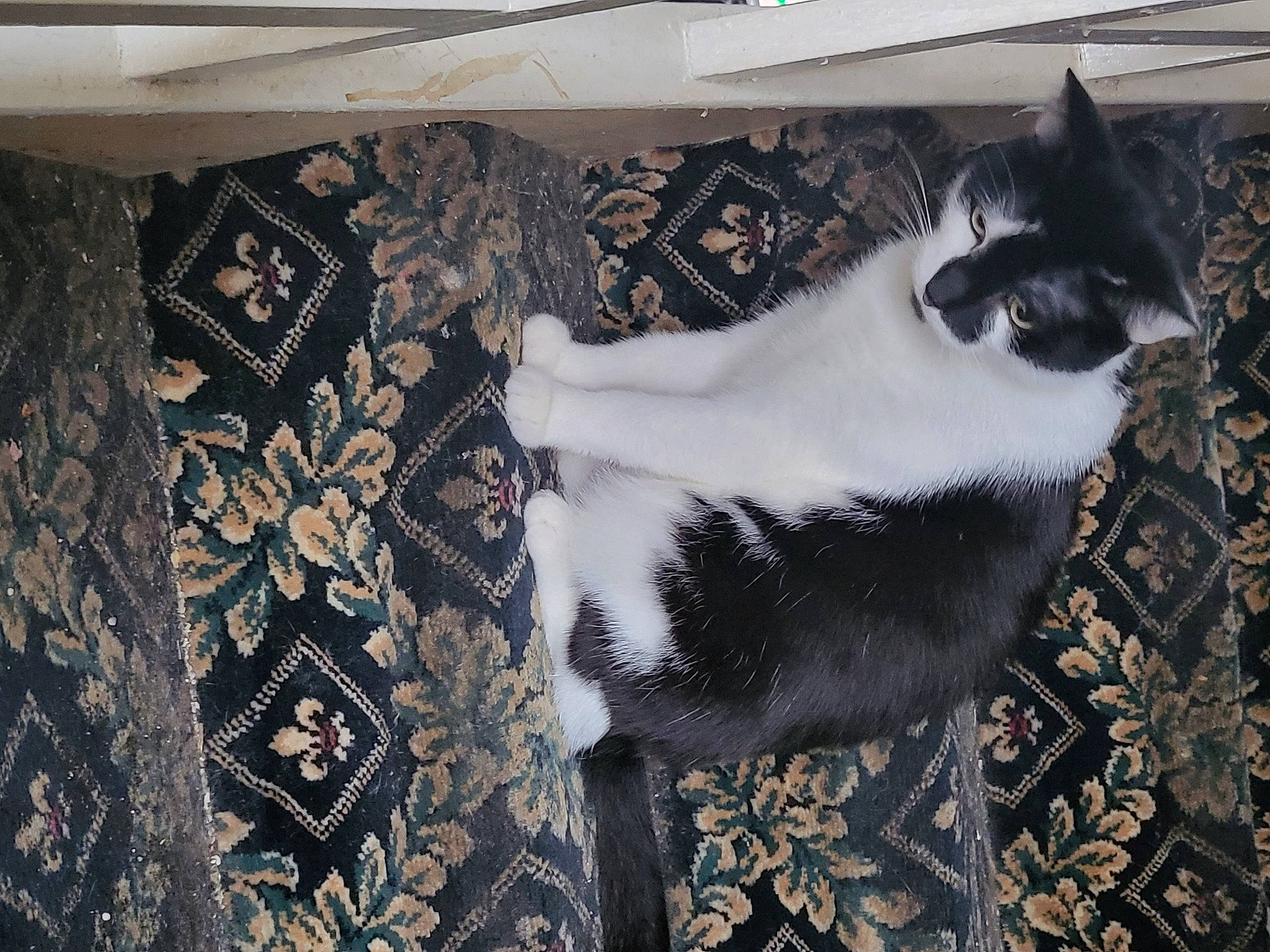 Charlie is registered to the contest to win money with this photo: art, black, canidae, carnivore, cat, dog_breed, domestic_short_haired_cat, felidae, flooring, formal_wear, fur, grey, hardwood, pattern, small_to_medium_sized_cats, tail, textile, visual_arts, whiskers, wood