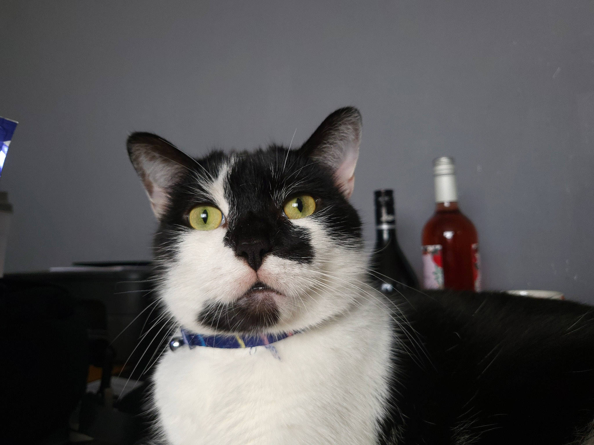 Charlie is registered to the contest to win money with this photo: bottle, carnivore, cat, domestic_short_haired_cat, felidae, fur, paw, small_to_medium_sized_cats, tail, water_bottle, whiskers