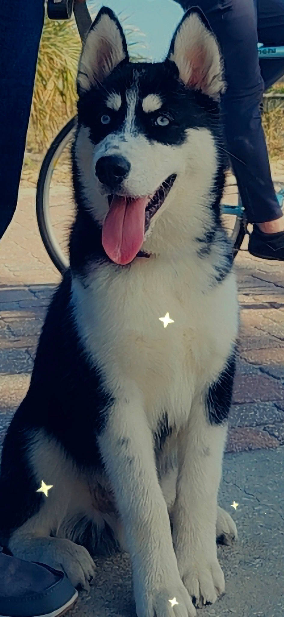 Blue is registered to the contest to win money with this photo: canidae, carnivore, collar, companion_dog, dog, dog_breed, dog_collar, fang, fur, happy, jaw, mammal, paw, snapshot, snout, sporting_group, tail, vertebrate, whiskers, working_animal