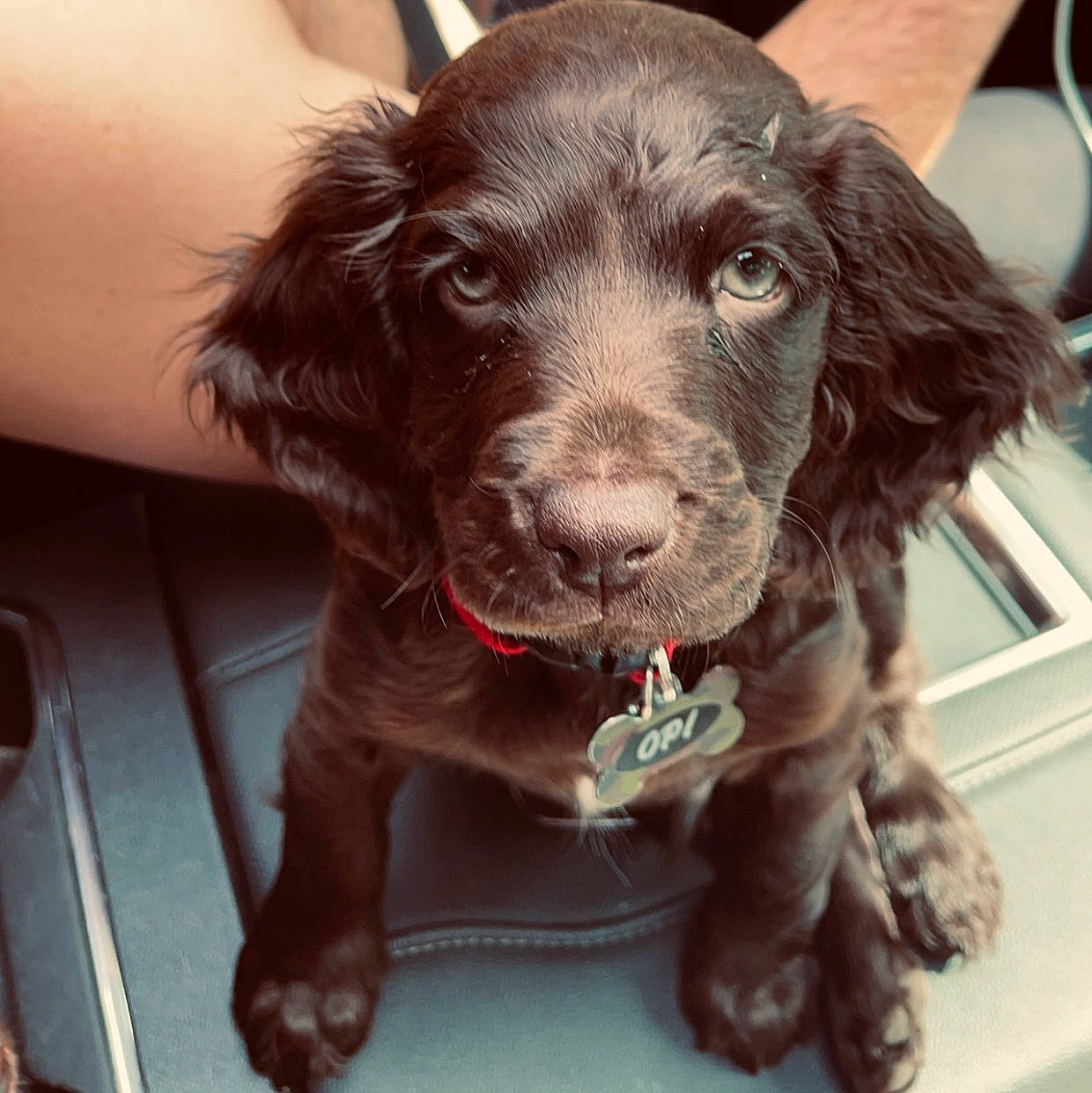 Opie is registered to the contest to win money with this photo: borador, canidae, carnivore, collar, companion_dog, dog, dog_breed, dog_collar, fur, gun_dog, hunting_dog, liver, pointing_breed, retriever, spaniel, sporting_group, terrestrial_animal, vegetable, whiskers, working_animal